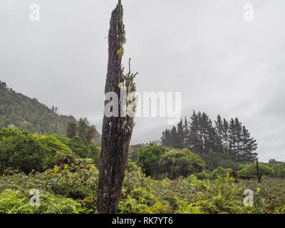 Dead tree fern tronc, toujours debout strong, envahie par les terres abandonnées, bosquet de pins sur l'horizon, la vallée de la rivière Whanganui, Ahuahu, Nouvelle-Zélande Banque D'Images