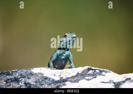 Petit lézard agama sur un rocher à Cape Town, Afrique du Sud Banque D'Images