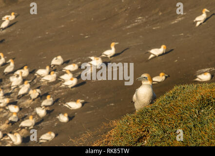 Muriwai, Colonie de Fou de Bassan Muriwai Regional Park, près de l'île du nord, Auckland , Nouvelle-Zélande Banque D'Images