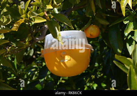 Piège à phéromones utilisées pour contrôler les ravageurs des agrumes tels que la mouche méditerranéenne (Citrus capitata), Riba-Roja de Turia, Valence, Espagne Banque D'Images