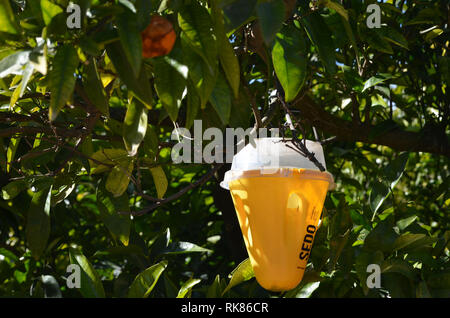 Piège à phéromones utilisées pour contrôler les ravageurs des agrumes tels que la mouche méditerranéenne (Citrus capitata), Riba-Roja de Turia, Valence, Espagne Banque D'Images