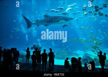 Requin-baleine à l'Aquarium de Géorgie à Atlanta Banque D'Images