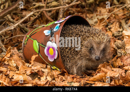 Hérisson, (nom scientifique : Erinaceus europaeus), sauvages, indigènes hérisson européen à l'automne sur l'automne se reflète d'une plante en pot. Paysage Banque D'Images