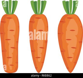 Vector set de carottes entières isolé sur fond blanc. carotte frais légume pour régime alimentaire sain Illustration de Vecteur