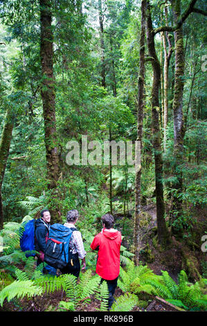 Les touristes en se promenant dans une ancienne forêt de myrte dans le Tarkine, la deuxième plus grande étendue de forêt tropicale au monde, dans le nord-ouest de Tasmani Banque D'Images