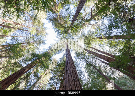 Séquoias à la recherche dans le monument national de Muir Woods dans le comté de Marin, Californie, États-Unis. Banque D'Images