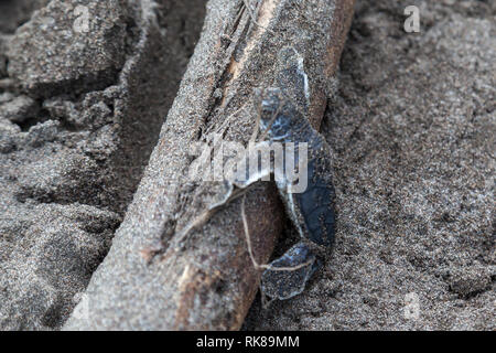 Un bébé tortue verte (Chelonia mydas) de monter sur la branche de bois à l'océan sur la plage de Costa Rica. Banque D'Images