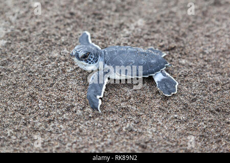 Un bébé tortue verte (Chelonia mydas) ramper à l'océan sur la plage de Costa Rica. Banque D'Images