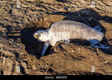 Une tortue creuser un faux nids après ponte de confondre la recherche d'oeufs à l'animal sauvage Ostional au Costa Rica Banque D'Images