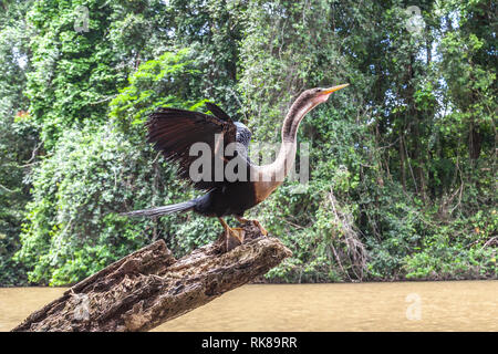 Anhinga (Anhinga anhinga ) séchant ses ailes sur l'arbre morceau en Parc National de Tortuguero au Costa Rica. Banque D'Images