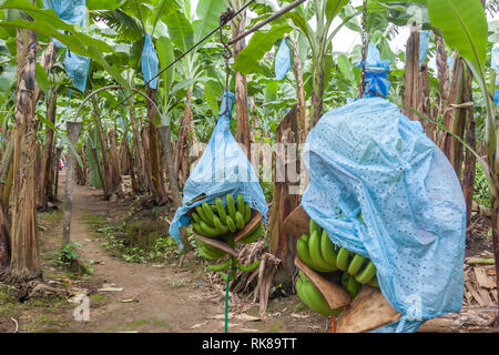 Convoyeur utilisé pour transporter des bananes avec des sacs bleus de la plantation à l'usine de transformation. Les sacs en plastique bleus sont la protection contre les insectes et autres animaux. Banque D'Images