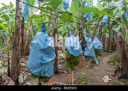 Convoyeur utilisé pour transporter des bananes avec des sacs bleus de la plantation à l'usine de transformation. Les sacs en plastique bleus sont la protection contre les insectes et autres animaux. Banque D'Images