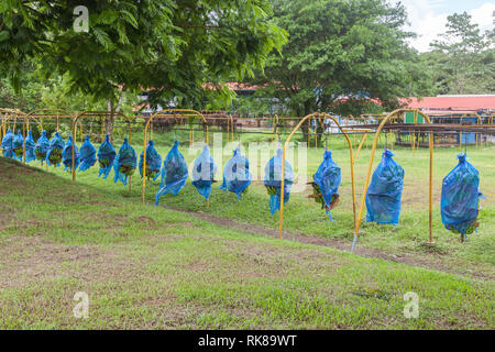 Convoyeur utilisé pour transporter des bananes avec des sacs bleus de la plantation à l'usine de transformation. Les sacs en plastique bleus sont la protection contre les insectes et autres animaux. Banque D'Images