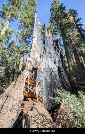 Tronc de l'arbre brûlé à Sequoia National Park, Californie, USA Banque D'Images