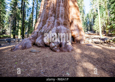 Tronc de l'arbre General Sherman situé dans le parc national de Sequoia, Californie, États-Unis Banque D'Images