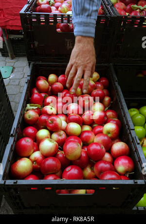 Propriétaire de décrochage d'Apple indiquant les meilleures pommes à acheter aujourd'hui, les marchés de Salamanca, Hobart, Tasmanie, Australie. Pas de monsieur Banque D'Images