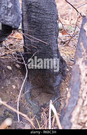 Image en gros plan d'un tronc d'arbre dans la région de Smoky Mountains National Park, Utah, USA, qui ont brûlé dans l'incendie catastrophique et mortelle 2016. Banque D'Images