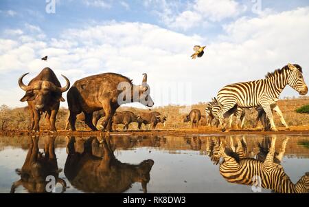 Dans une piscine de l'eau au milieu de la savane, les buffles et les zèbres de prendre un verre dans la première lumière de l'aube Banque D'Images