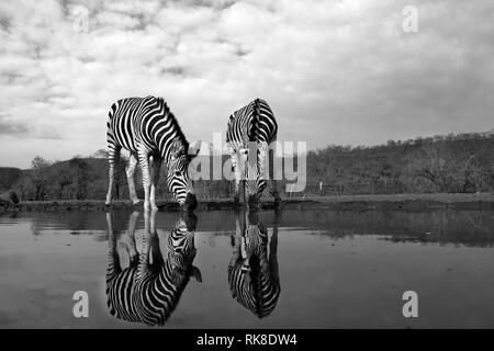 Deux zèbres de l'eau dans une piscine de l'eau dans la savane, la photo a été tirée en noir et blanc Banque D'Images