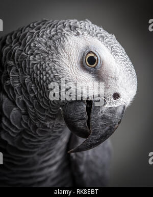 Perroquet gris d'Afrique avec sa tête regardant vers le bas. Gros plan d'un oiseau de compagnie. Banque D'Images