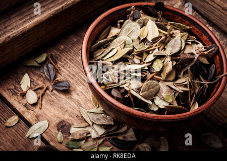 Les feuilles d'airelles séchées dans la médecine traditionnelle.plante médicale séchées Banque D'Images