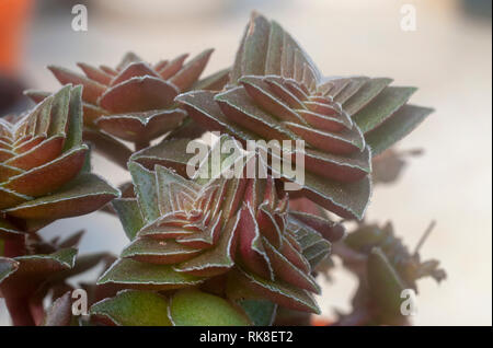 Forme compacte de Crassula capitella (Temple du Bouddha) est une plante succulente vivace originaire du sud de l'Afrique. Photographié en Israël en Janvier Banque D'Images