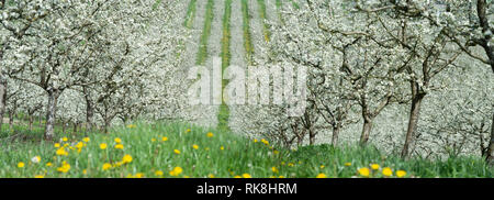 Les jeunes fleurs prune jardin, vue de dessus, l'étendue de l'drone sur les fleurs de prunier, France Banque D'Images