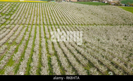 Les jeunes fleurs prune jardin, vue de dessus, l'étendue de l'drone sur les fleurs de prunier, France Banque D'Images