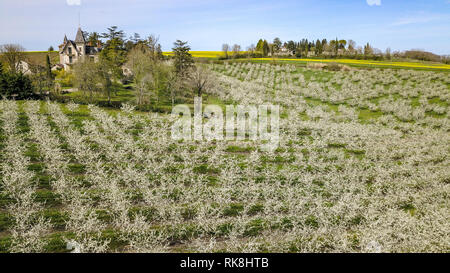 Les jeunes fleurs prune jardin, vue de dessus, l'étendue de l'drone sur les fleurs de prunier, France Banque D'Images