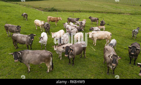 Vue aérienne Bazadaise vaches et veaux daisy dans le pré, Gironde, France Banque D'Images