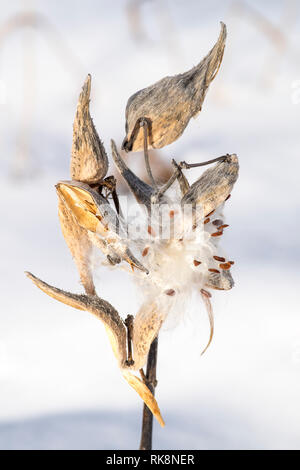 L'asclépiade commune (Asclepias syriaca) gousses dehiscing au cours de l'hiver. Banque D'Images