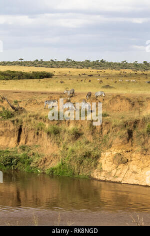 Troupeau d'herbivores sur le précipice. Le Masai Mara, Kenya Banque D'Images