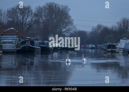 Les cygnes nager le long de la rivière Lee à Tottenham sur un matin très froid et croquant. Doté d''atmosphère : où : Tottenham, Royaume-Uni Quand : 10 Jan 2019 Credit : WENN.com Banque D'Images