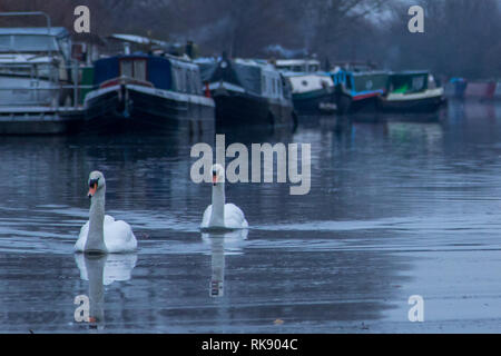 Les cygnes nager le long de la rivière Lee à Tottenham sur un matin très froid et croquant. Doté d''atmosphère : où : Tottenham, Royaume-Uni Quand : 10 Jan 2019 Credit : WENN.com Banque D'Images