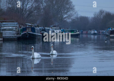 Les cygnes nager le long de la rivière Lee à Tottenham sur un matin très froid et croquant. Doté d''atmosphère : où : Tottenham, Royaume-Uni Quand : 10 Jan 2019 Credit : WENN.com Banque D'Images