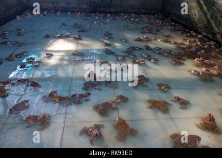 Les grenouilles de reproduction en eau du réservoir, Thaïlande Banque D'Images