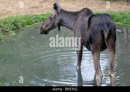 Femelle orignal (Alces alces) debout dans l'étang. Banque D'Images