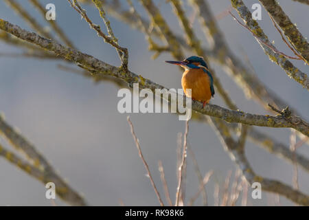 Kingfisher (Alcedo atthis) sur une branche. En vertu de l'orange rouge bleu électrique pièces blanc sur les parties supérieures de la gorge et du cou long bec noir et correctifs courte queue. Banque D'Images