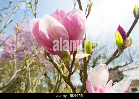 Magnolia arbre sous le soleil de printemps Banque D'Images