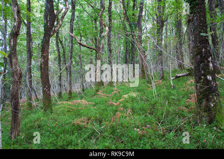 Yarner Réserve naturelle nationale de bois du Parc National de Dartmoor Devon, Angleterre Banque D'Images