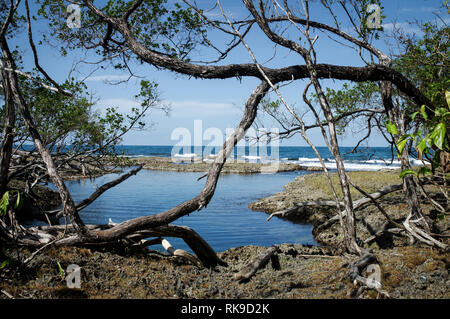 Blue Lagoon sur l'Île de Colon - l'archipel de Bocas del Toro, PANAMA Banque D'Images