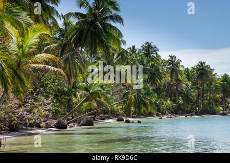 Beau littoral autour de Playa Boca del Drago sur l'Île de Colon - l'archipel de Bocas del Toro, PANAMA Banque D'Images