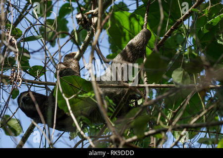 Brown-throated sloth traîner dans un arbre sur l'île de Cristobal dans l'archipel de Bocas del Toro, PANAMA Banque D'Images