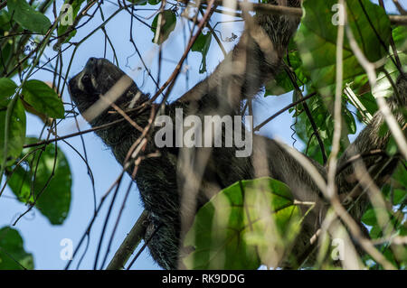 Brown-throated sloth traîner dans un arbre sur l'île de Cristobal dans l'archipel de Bocas del Toro, PANAMA Banque D'Images