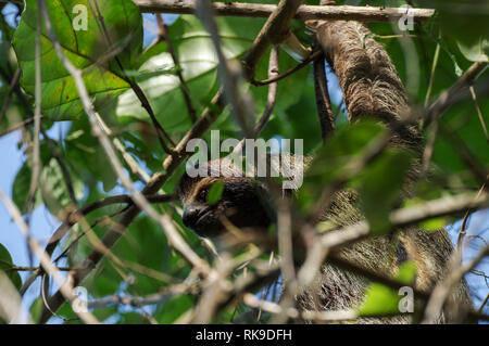 Brown-throated sloth traîner dans un arbre sur l'île de Cristobal dans l'archipel de Bocas del Toro, PANAMA Banque D'Images