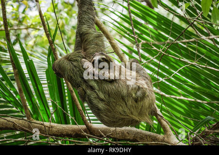 Brown-throated sloth traîner dans un arbre sur l'île de Cristobal dans l'archipel de Bocas del Toro, PANAMA Banque D'Images