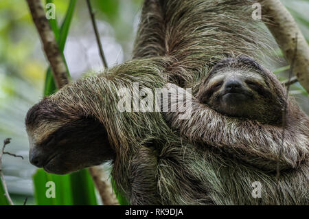 Brown-throated sloth traîner dans un arbre sur l'île de Cristobal dans l'archipel de Bocas del Toro, PANAMA Banque D'Images