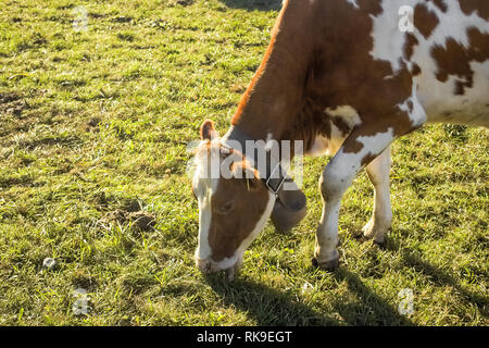 Brown white spotted cow avec pâturage de cloche de vache sur le pré vert. Banque D'Images