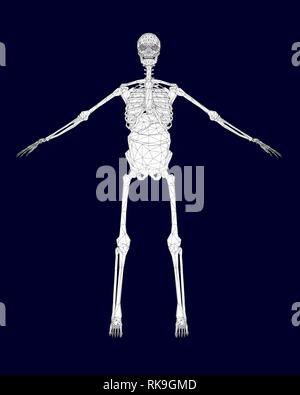 Wireframe polygonal du squelette humain avec les organes internes. Vue de face. Vector illustration. Illustration de Vecteur