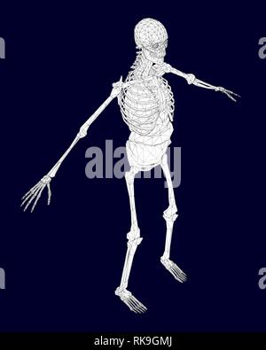 Wireframe polygonal du squelette humain avec les organes internes. Isométriques. Vector illustration. Illustration de Vecteur